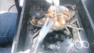 Crab and Oyster Dissection for Virology: AQU 3301 Dr Sandra UMT