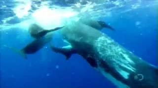 Sperm Whales 'adopt' a Dolphin Discovery Channel