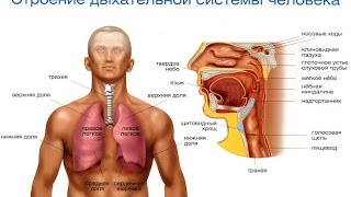 Органы дыхания - Анатомия просто!