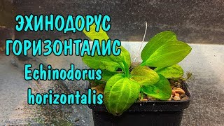 ЭХИНОДОРУС ГОРИЗОНТАЛИС + ОТВЕТ НА ЗАГАДКУ С КАМНЯМИ. Echinodorus horizontalis