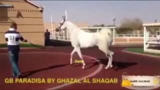 Арабский скакун