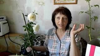 И снова розы!