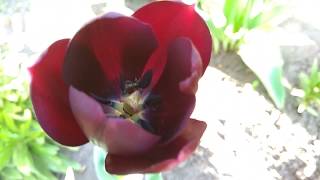 Черный ТЮЛЬПАН ?  black tulip ? schwarze Tulpe ?الخزامى السوداء