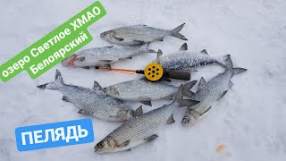 Пелядь ловля Пелядь ловля зимой 4 декабря 2017 г.