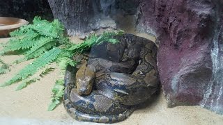 เด็กบ้าน เที่ยวสวนสัตว์ดุสิต(เขาดิน) Dek ban Travel Toys and zoo in bangkok Thailand