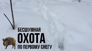 Охота в Украине. Бесшумная охота браконьеров на кабана на петлю по первому снегу