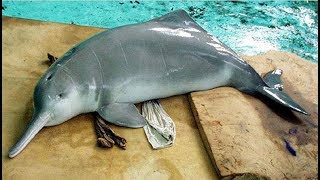 Top 10 Animales Recientemente Extintos - FULL TOPS