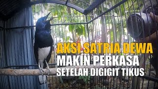 BRANDY WATCH : Aksi Kacer Satria Dewa Kuat Perkasa Sesudah Digigit Tikus