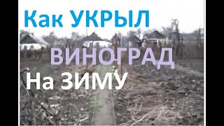 Укрытый виноград весной Видео из домашнего архива
