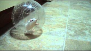 Alexis Gerbil Runs in the Ball