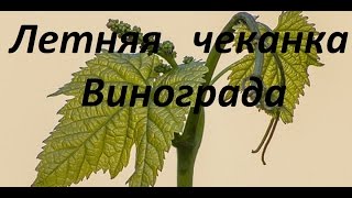 Летняя чеканка винограда.[Зеленые операции]