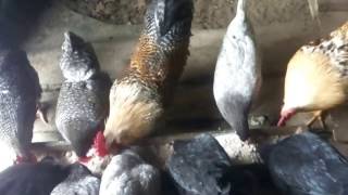 Куры несут яйца зимой не смотря на морозы.Сhickens.