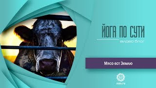 Мясо ест землю. Человечество на грани вымирания.