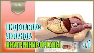 Легендарный видеоатлас доктора Роберта Акланда по анатомии человека. Внутренние органы. 1 часть