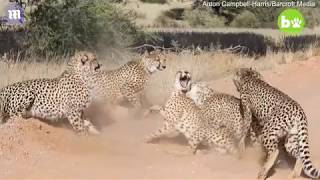 Female cheetah fights off four males during mating season