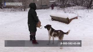 2018 12 28 В Гусе заживо сожгли собаку