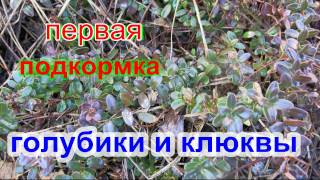 ПЕРВАЯ подкормка ГОЛУБИКИ и КЛЮКВЫ весной.FIRST top dressing BLUEBERRIES and Cranberries