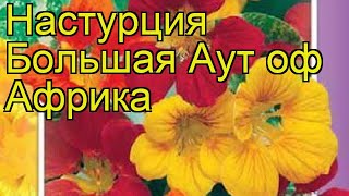 Настурция большая Аут оф африка. Краткий обзор tropaeolum majus, tropaeolum x cultorum Out of Africa