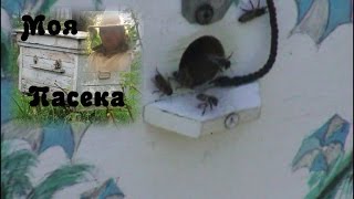 Поилка для пчел из бутылки