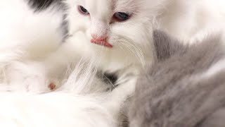生後３カ月になっても乳離れ出来ない子猫