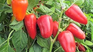 198. Посадка перца для большого урожая.