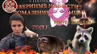 ЗВЕРИНЫЕ НОВОСТИ - ЕНОТЫ - НА ДОНЫШКЕ - ПИТОМЦЫ - ТОП | HD