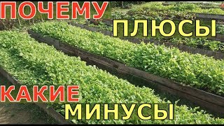 СИДЕРАТЫ. ОСОБЕННОСТИ использования. Какие СИДЕРАТЫ ЛУЧШЕ?