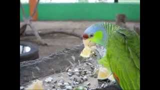 Aves (Cacatúa, Guacamaya, loro...)