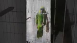 Попугай поёт песню Rihanna – Monster