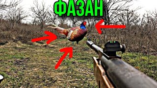 ?ОХОТА НА ФАЗАНА⚠️ ПОЙМАЛ ФАЗАНА В ЗАРОСЛЯХ? ОХОТА С ПНЕВМАТИКОЙ✅