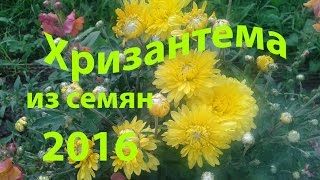 Хризантема из семян, перед пикировкой, (ч.2) 31 марта 2016 год.