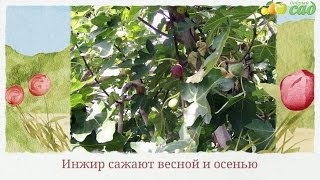 Посадка инжира - как правильно посадить инжир