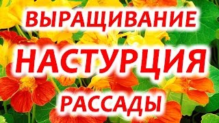 Настурция.  Как посадить настурцию . Рассада настурции.