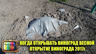 КОГДА ОТКРЫВАТЬ ВИНОГРАД ВЕСНОЙ ОТКРЫТИЕ ВИНОГРАДА