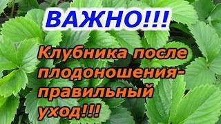 УХОД ЗА КЛУБНИКОЙ ПОСЛЕ ПЛОДОНОШЕНИЯ ОТ "А" до "Я"!