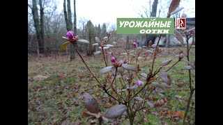 Цветение рододендрона в Беларуси на 26 декабря 2019 г. Что же такое морозостойкость и зимостойкость?