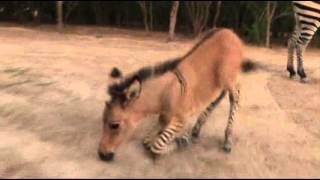 Raw: Rare Baby Zonkey Born in Mexico Zoo
