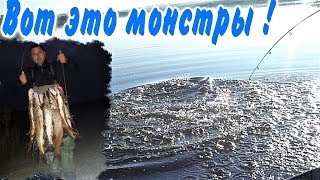 ЩУКИ МОНСТРЫ НА СПИННИНГ,СКОЛЬКО МОНСТРОВ  ,КАК УМИРАЮТ ПРУДЫ,ДОХЛАЯ РЫБА, СМОТРИ!