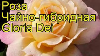 Роза чайно-гибридная Глория Дей. Краткий обзор, описание характеристик Gloria Dei