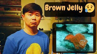 Brown Jelly Disease and the Coral Quarantine Tank Update (4K)