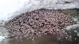 Ловим карася на тягу