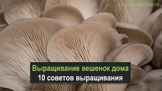 Выращивание вешенок -10 советов