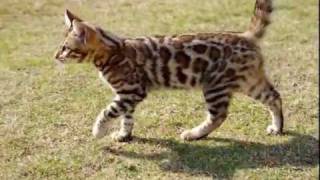 ベンガル猫ブリーダー【子猫】SEIRYU☆BENGALS