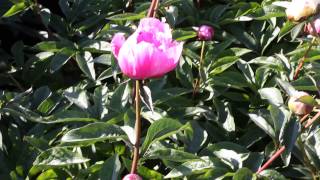 Emma Klehm | R2 Flowers | Peonies