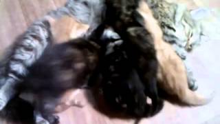 маруся и ее котята