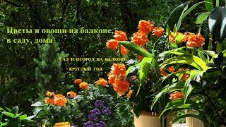 Сад и огород на балконе круглый год