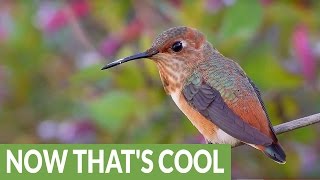 Breathtaking HD footage of exotic hummingbirds