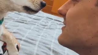 Янис Тимма целуется с собакой Анны Седоковой