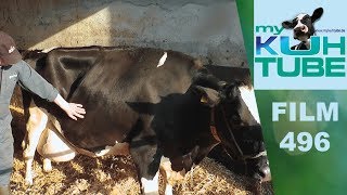 Um Kühe muss man sich kümmern!!! - My KuhTube Film 496