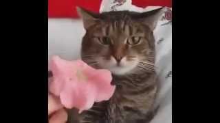 Кот и петуния (киноверсия)